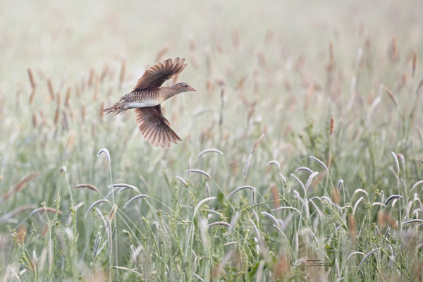 râle des genets en vol